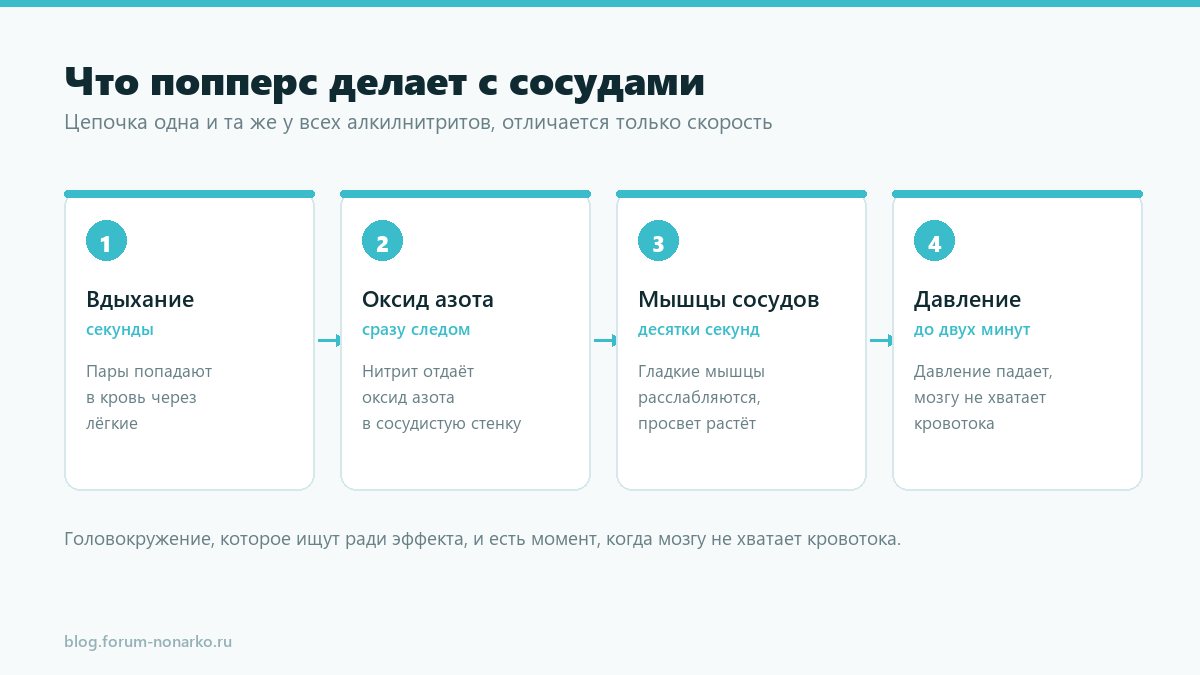 Схема действия попперса на сосуды: вдыхание, оксид азота, расслабление гладких мышц, падение давления
